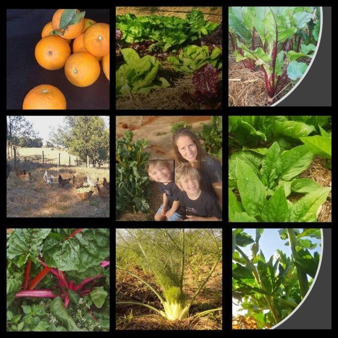 Upmarket Off Grid Cottage On Organic Farm In Secure Estate Howick Bagian luar foto